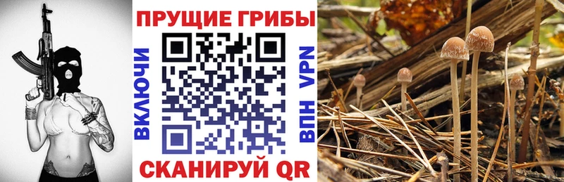 Галлюциногенные грибы Cubensis наркота Кузнецк